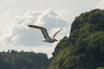 Sea gull flying over the sea..
