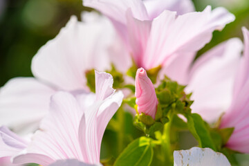Fototapeta premium White and purple flowers in beautiful sunlight..