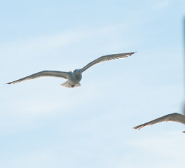 Seagull soaring in a blue sky..