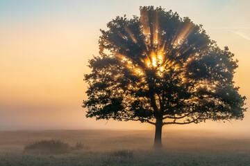 Plakat tree in sunset
