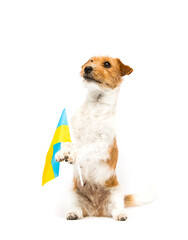 dog holding the flag of ukraine in its paws