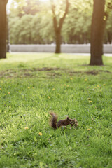 small fluffy squirrel sits on the grass
