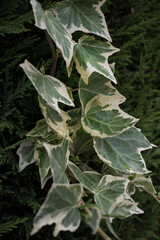 Ivy leaves texture, nature pattern