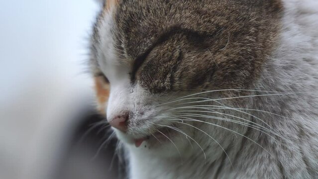 Portrait of a tricolor cat close-up