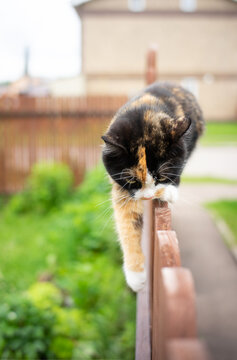 Tricolor Cat Walks Along The Edge Of A Wooden Fence, Sneaking Right At You.