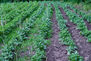 Fototapeta na wymiar potato plantations grow in the field. vegetable rows. farming, agriculture. Landscape with agricultural land. crops