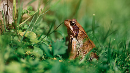 A beautiful frog sits in the grass in the country