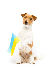 dog patriot of ukraine and flag in paws