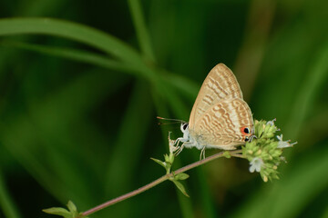 butterfly on a flower