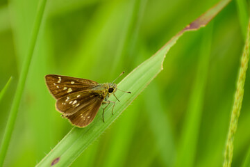 butterfly on leaf