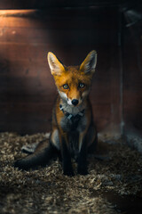 Red Fox in Barn