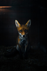 Red Fox in Barn
