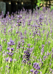 Close up of English Lavender, Derbyshire England

