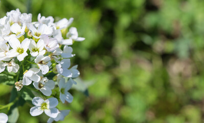 beautiful nature on a sunny summer day