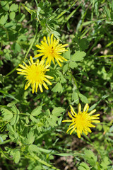 beautiful nature on a sunny summer day