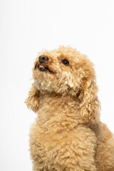 Studio portrait of a small abricot poodle on white background