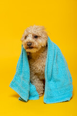 Small abricot poodle with a towel on his head on a yellow background