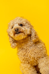 Studio portrait of a expressive abricot poodle on yellow background