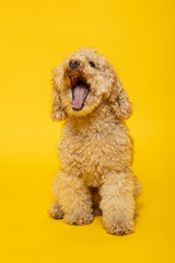 Studio portrait of a expressive abricot poodle on yellow background