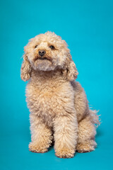 Studio portrait of a expressive abricot poodle on blue background