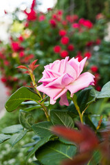 pink roses in garden