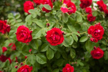 red roses in garden