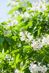 Summer Flowers of a Southern Catalpa or Indian Bean Tree.