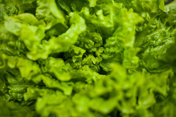 fresh green lettuce