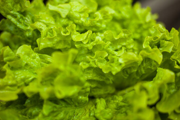 fresh green lettuce