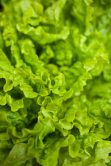 fresh green lettuce
