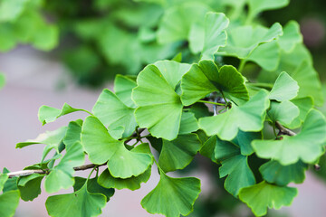 green leaves background