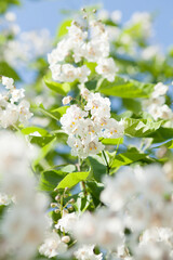 Summer Flowers of a Southern Catalpa or Indian Bean Tree.