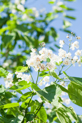 Summer Flowers of a Southern Catalpa or Indian Bean Tree.