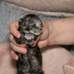 Small funny smoky Maine Coon kitten in hand.