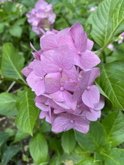 hydrangea macrophylla or hortensia shrub in full bloom, with fresh green leaves in the background, in a garden in a sunny summer day