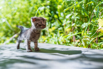 Newborn gray kitten close up. Kitten at one month old of life on nature, outdoors