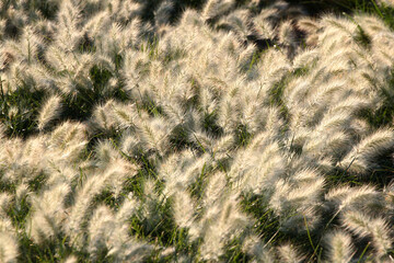 Feathertop grass, Cenchrus longisetus. Long-style feather grass, a specie of Buffelgrasses