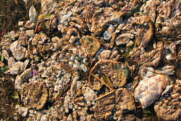 Brown scum, contaminated water surface in a river. Industrial and household litter and plastic waste pollute the environment.