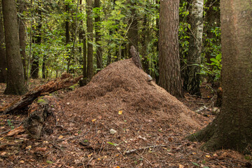 A large anthill in a green forest among the trees. The aboveground part of the ants' dwelling is in the form of a cone-shaped heap of earth and needles.