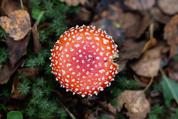 Red poisonous fly agaric in the forest. Fly agaric red. View from above. Close-up.