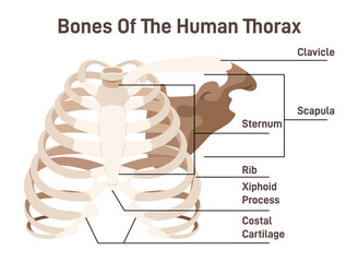 The thoracic cavity anatomy scheme. Thoracic cage bones, 12 pairs - obrazy, fototapety, plakaty