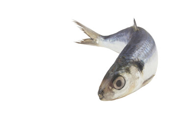 Raw herring fish isolated on white background with copy space for text	
