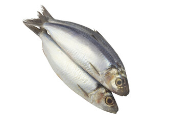 Herring fishes isolated on white background	