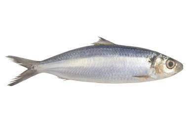 Whole herring fish isolated on white background	