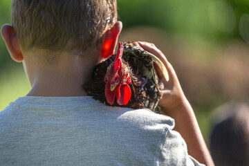 Close-up portrait of a dwarf rooster held by a boy on his shoulder