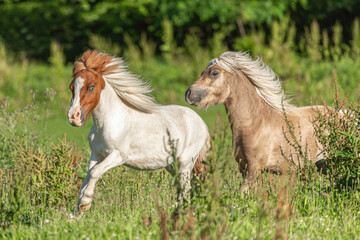 Two miniature shetland pony stallions running across a pasture in summer outdoors