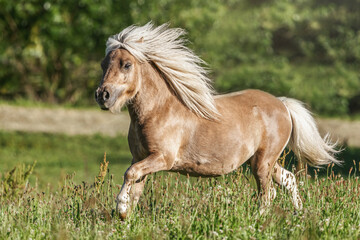Portrait of a stunning palomino mini shetland pony stallion galloping across a pasture in summer...