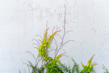 Creeping plant on concrete wall