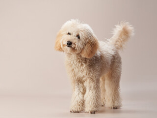  maltipoo on a beige background. curly dog in photo studio. Maltese, poodle