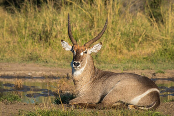 African Waterbuck antelope lying down in front of a natural pan